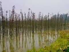 -白鹭湾湿地公园