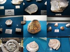 -青岛贝壳博物馆