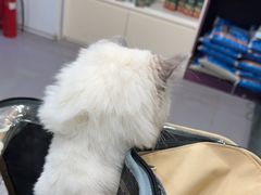 -瑞派宠物医院·犬猫全科·猫友好(宾水西道店)