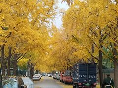 -三里屯东五街银杏大道