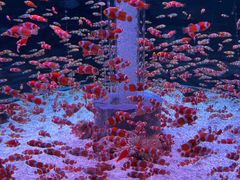 -海合安成都极地海洋公园