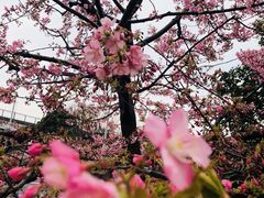 -台场海滨公园船码头