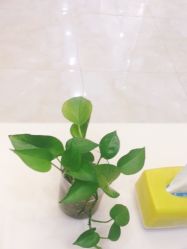 -苗医生草本科技祛痘