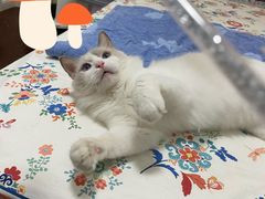-Bastet sally猫舍购宠(静安店)