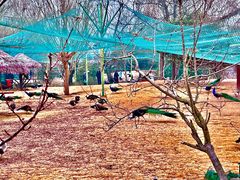 -泗洪洪泽湖湿地景区