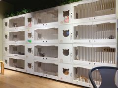 -东方名猫馆·英短金渐层布偶猫舍(环线广场1号楼店)