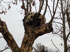-都江堰中华大熊猫苑