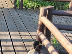 -宁波杭州湾国家湿地公园