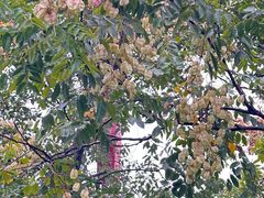 -南岳衡山风景名胜区-南岳大庙