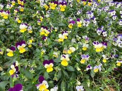 -杨胖子私房菜(秦虹路店)