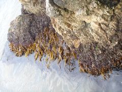 海带-海驴岛(荣成市)