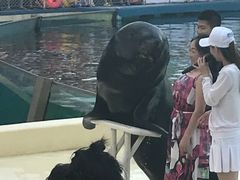 -秦皇岛乐岛海洋王国