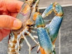 -三妹小龙虾·黄油蟹(华侨城总店)