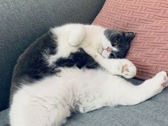 -宠颐生宠物医院·心肾内科·猫专科诊疗中心宠巢店