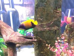 -烟台海昌鲸鲨海洋公园