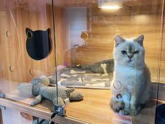 -喵百万·布偶·蓝金金渐层英短·猫舍(百子湾店)
