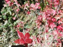 -叠溪松坪沟景区