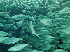 -上海海洋水族馆