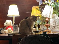 -咖法森林·咖啡  酒吧(天河店)