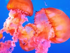 -太平洋海底世界