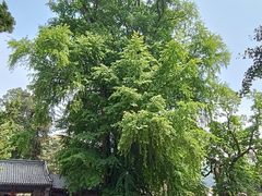 -潭柘寺景区