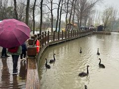 -溱湖国家湿地公园