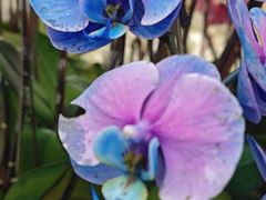 -上海鲜花港