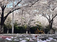 -高东镇樱花园