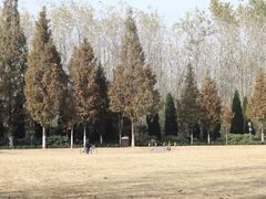 -合肥滨湖国家森林公园