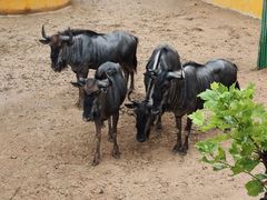 -西霞口神雕山野生动物世界