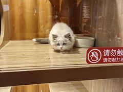 -米乐乖乖猫咪咖啡馆·猫咖(深圳湾后海汇店)