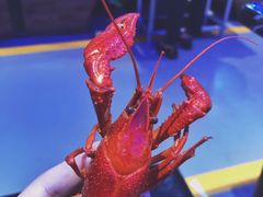 白灼龙虾-96农蝎虾(江桥老街店)
