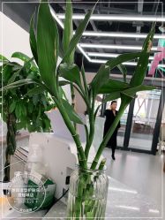 -世田造型