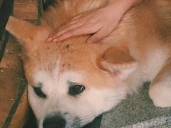 -喜柴咖啡·柴犬狗咖