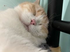 -安格丽娜·狗咖·猫咖羊驼咖(春熙路百盛商场店)