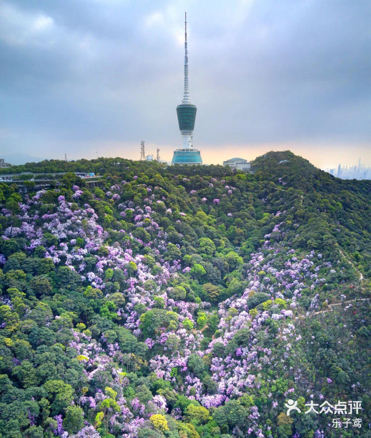 梧桐山看花图片