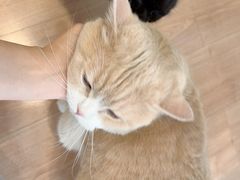 -MOYOYO猫咪咖啡店