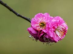 -花开海上生态园