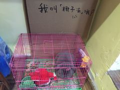 -志龙皇冠吃货椰子铺