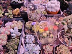 -花鸟鱼虫鲜花绿植市场(玉泉路店)