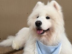 -星多哈·狗咖·拼豆·咖啡