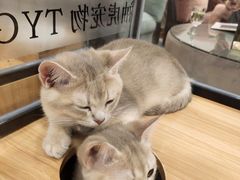 -袖虎·猫馆(体育西路店)