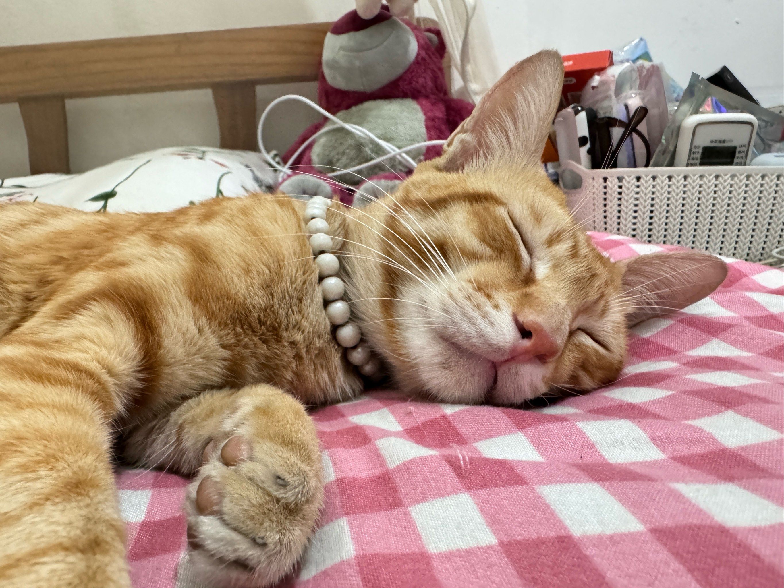 沉迷午睡的小橘猫