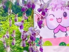 -嘉定紫藤园