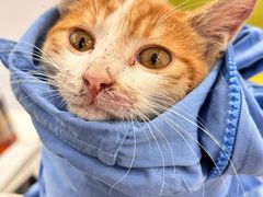 -艾吉宠物医院·疑难杂症转诊中心·猫友好(碧江路院)