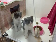 -李小姐の猫咖啡馆(五角场店)