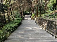 -铁山坪森林公园