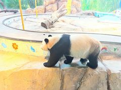 -广州长隆野生动物世界