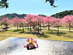-风云岭森林公园