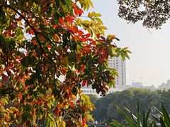 -荔湾湖公园